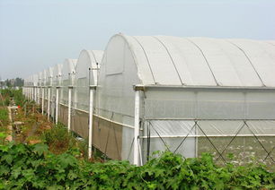GLP625型薄膜連棟大棚特價供應 價格、廠家與圖片全解析